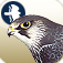 Birds of Northern Europe